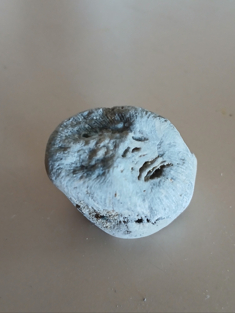 Fossil Collection - Picture 13 of 16